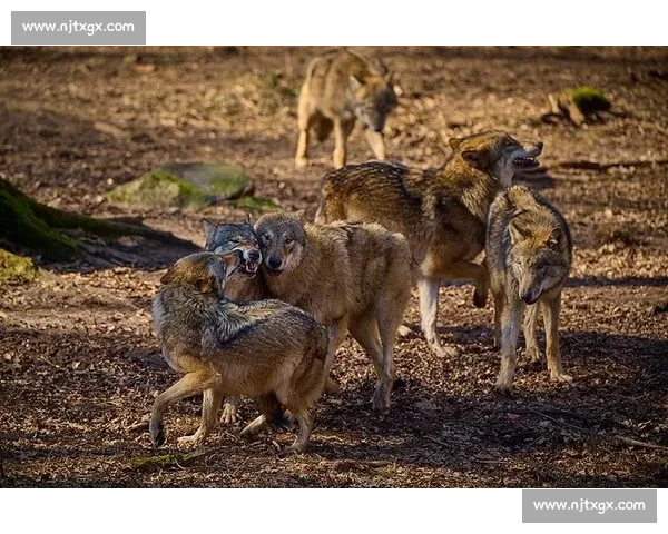 群狼逆袭多伦多：VCT CN 赛区的崛起之路